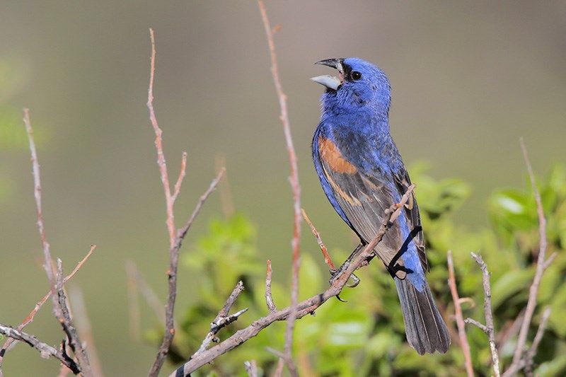 Blue Grosbeak