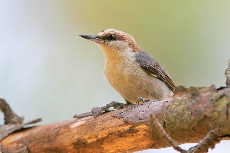 Brown-headed Nuthatch