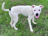 Nickens - ADOPTED
