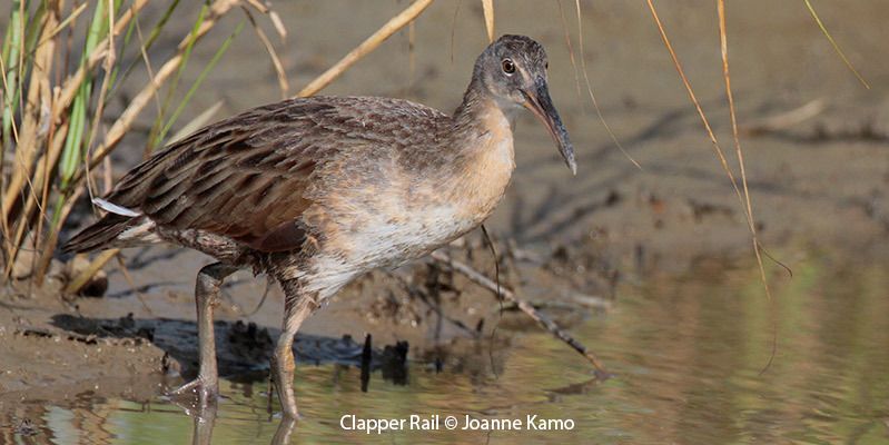 Clapper Rail