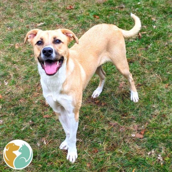 Dogs & Puppies Adopt Toledo Animal Rescue