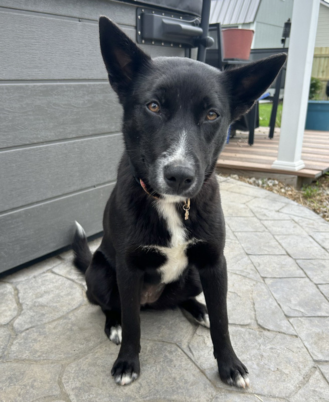 Aleu - ADOPTED