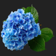 blue hydrangea