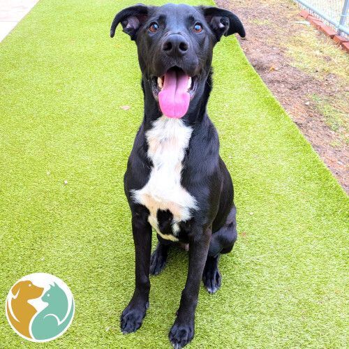 HERCULES- ADOPTED 1/14!!