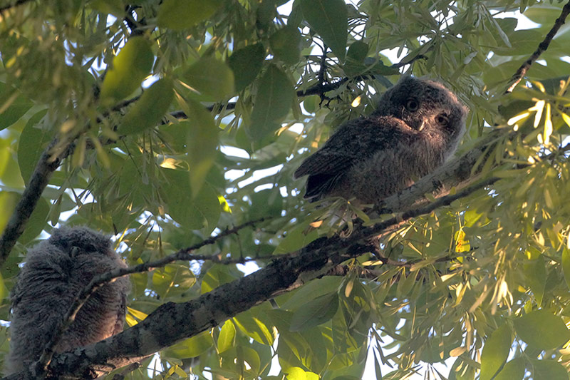 Eastern Screech Owlets