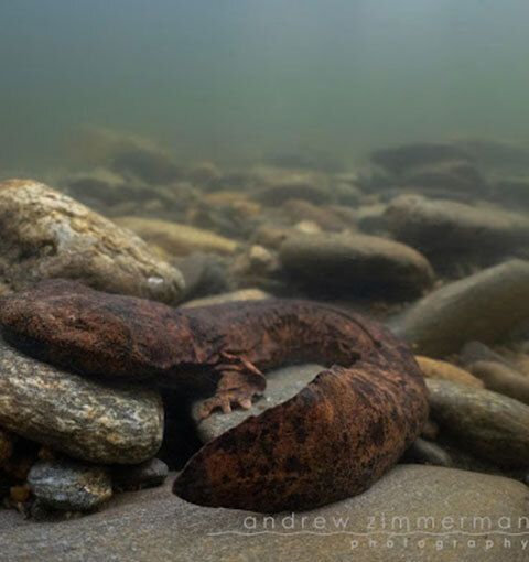 Hellbenders