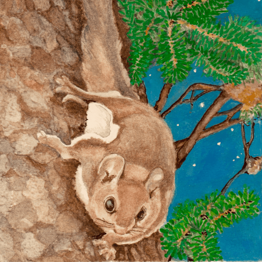 A flying squirrel. 