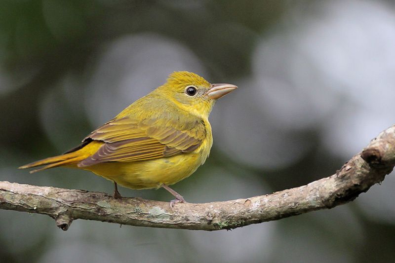 Summer Tanager