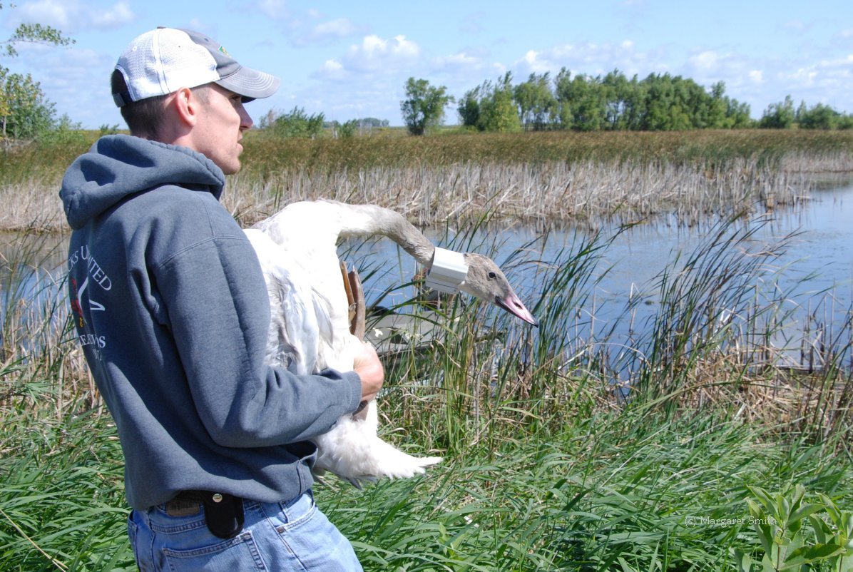 Current Research Projects | Trumpeter Swan Society