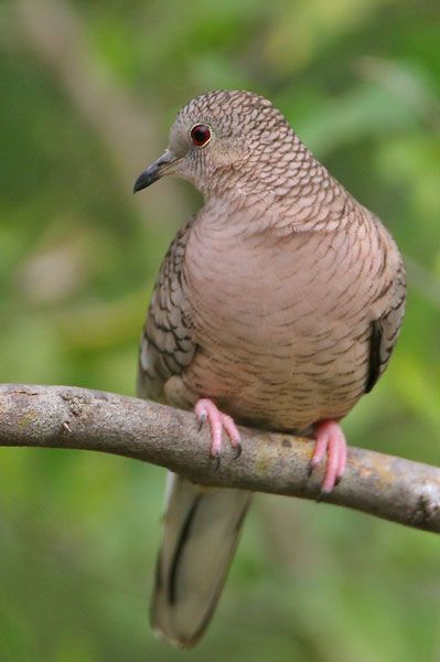 Inca Dove