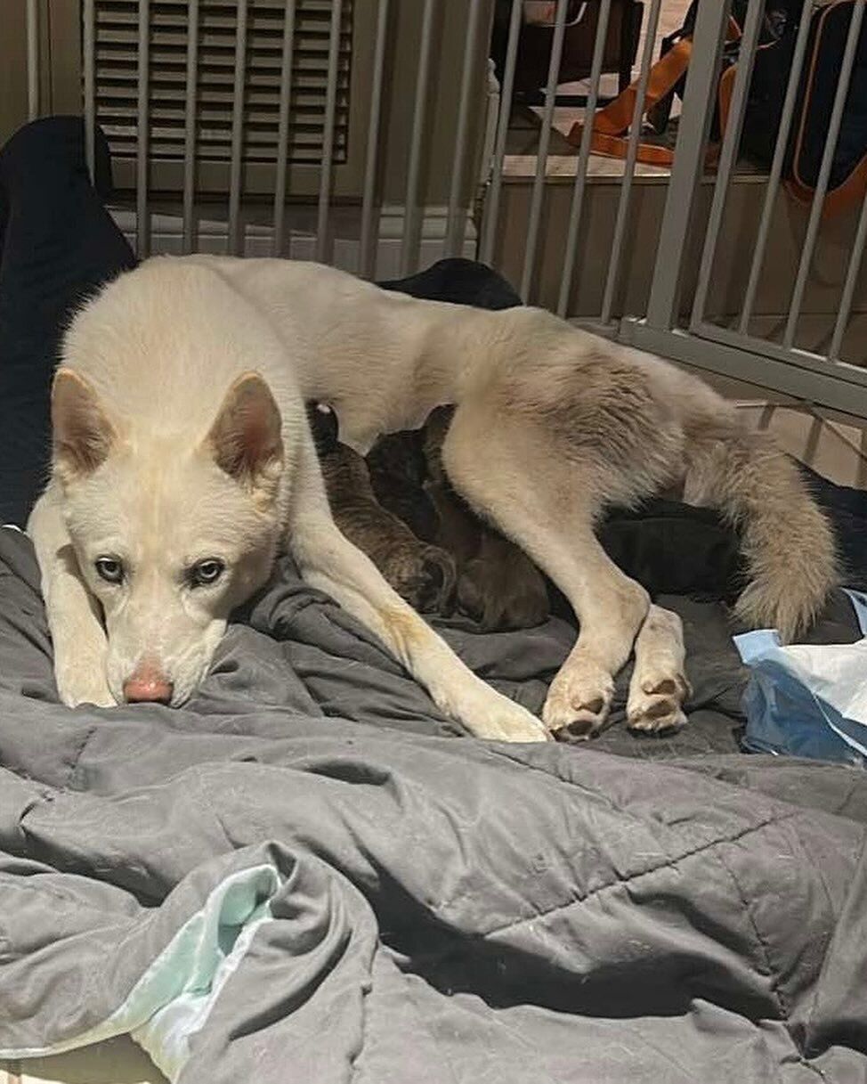 URGENT: Kaya