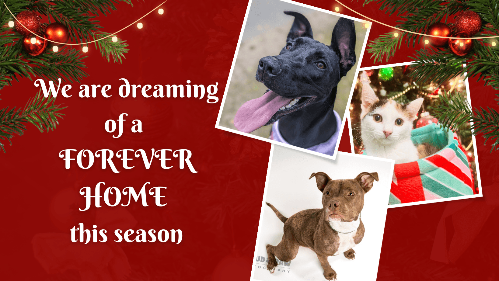 Adopt!