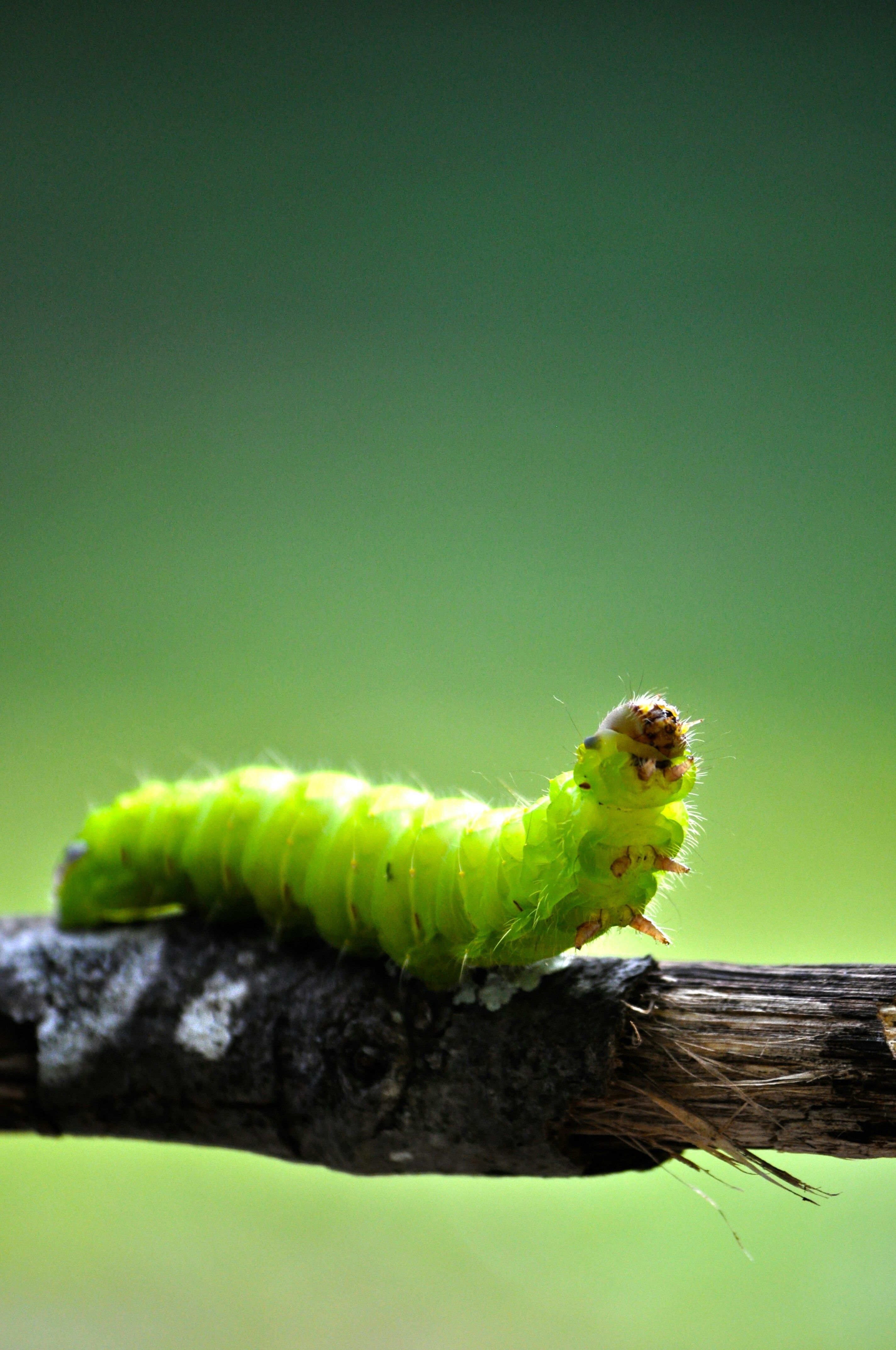The Extraordinary Caterpillar, Film Screening Movie, Kerrville Texas, Education, Nature, Science, Riverside Nature Center, Schreiner University, Earth Day Celebration, Native Plant Society of TX, panel discussion