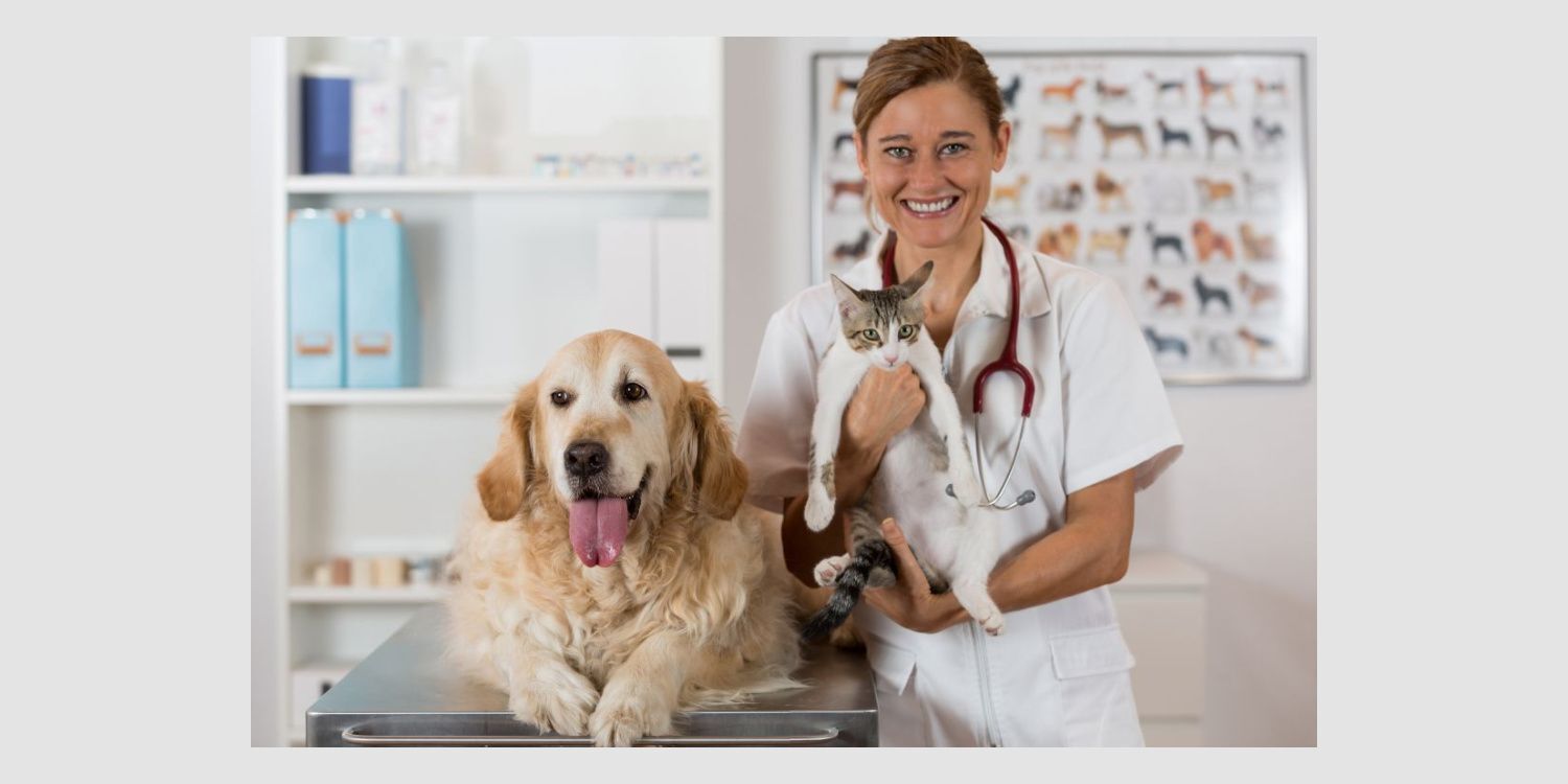 Help Provide Comfort and Critical Care for Shelter Pets In Need