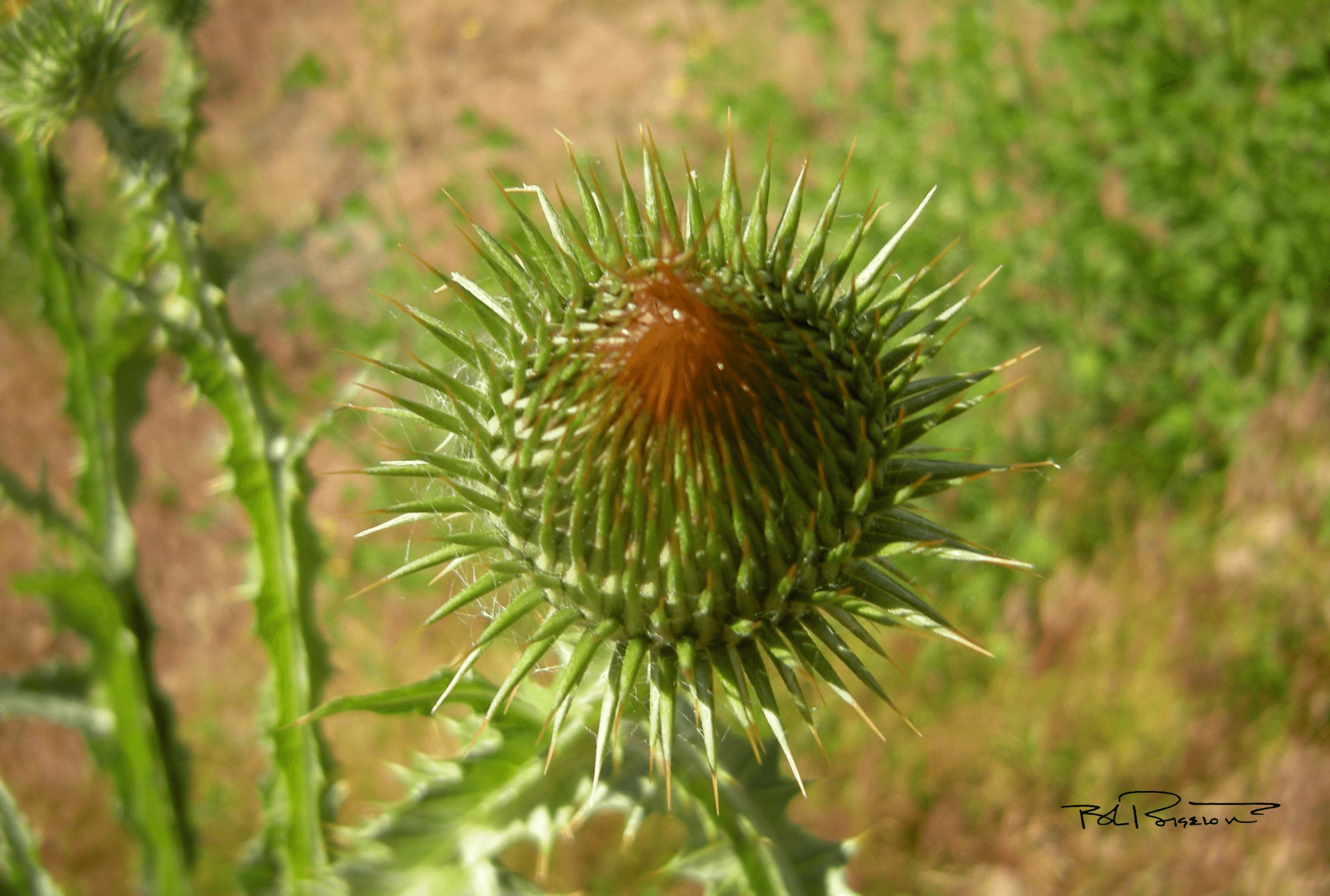 Thistle