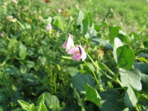 Trailing Wild Bean