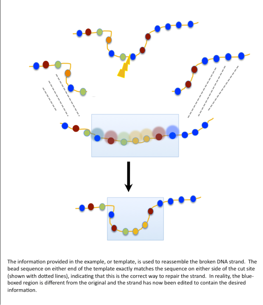 Image: The information provided in the example, or template, is used to reassemble the broken DNA strand. The bead sequence on either end of the template exactly matches the sequence on either side of the cut site (shown with dotted lines), indicating tha