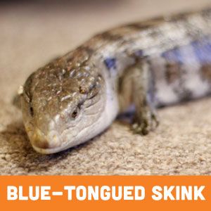 Blue-tongued Skink