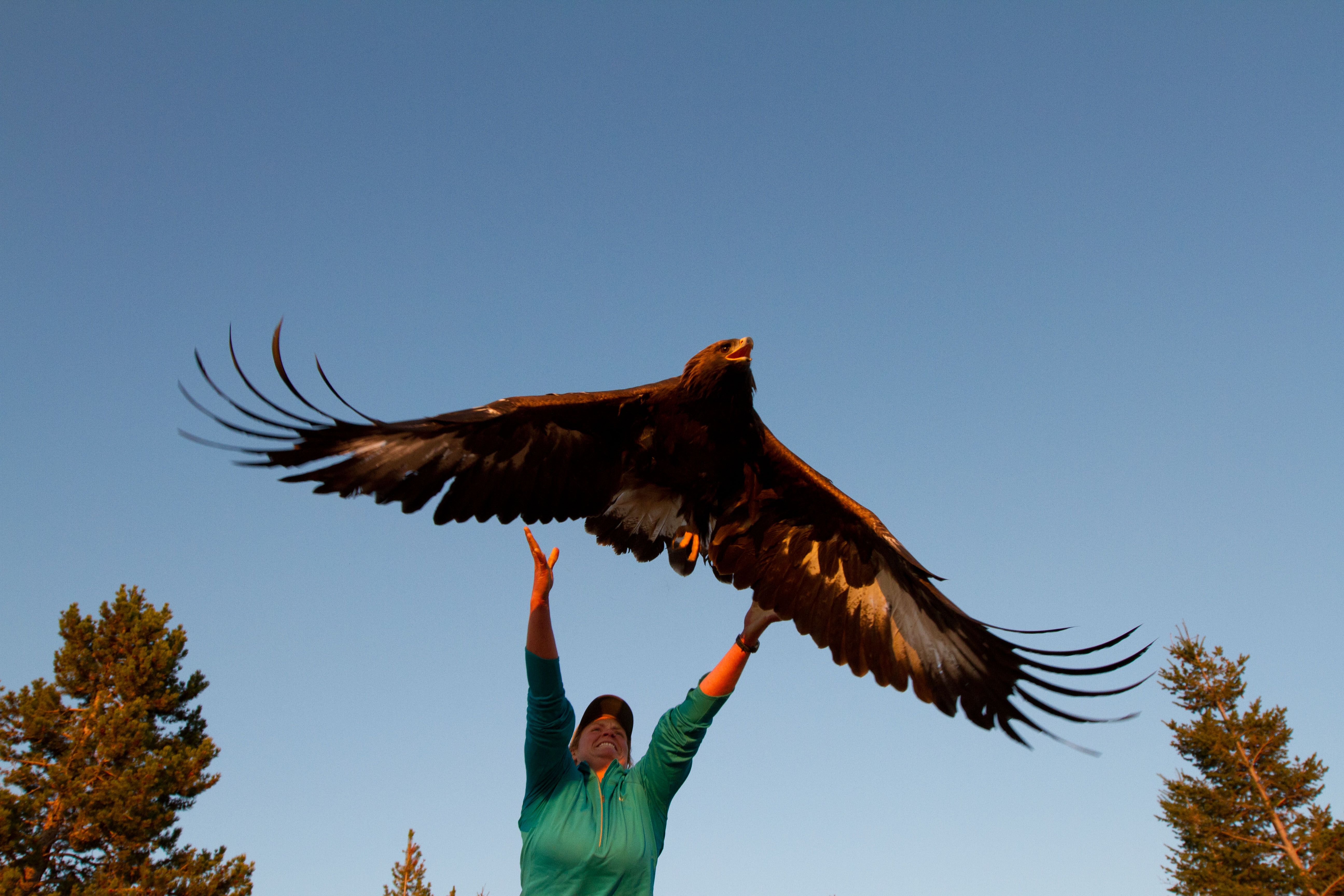 Chelan Ridge Hawkwatch Field Trip