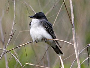 Eastern Kingbird