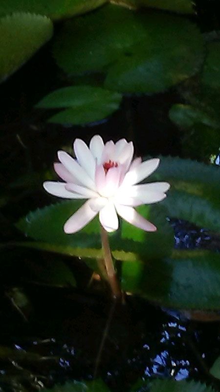 Night Blooming Water Lilies