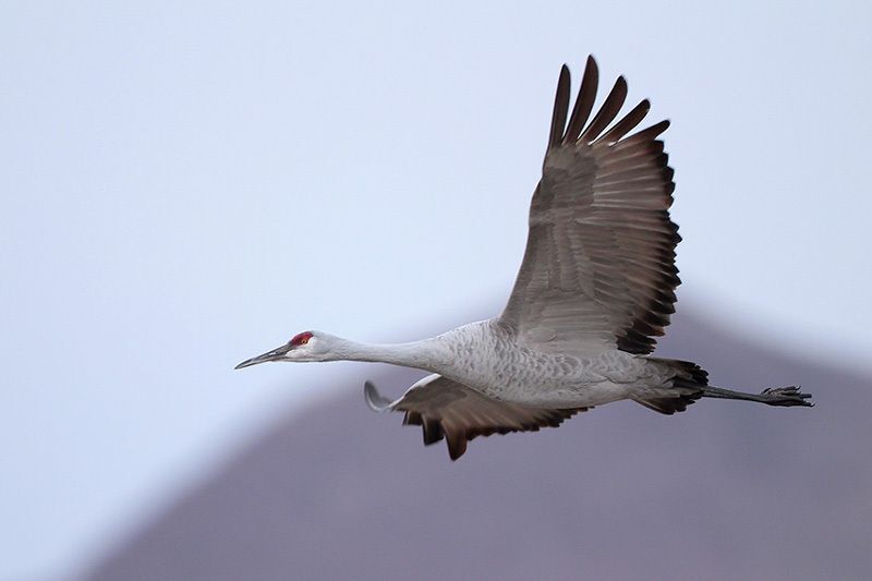 Sandhill Crane