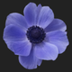 poppy