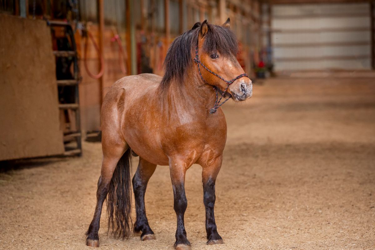 Home : Horse Haven of Tennessee