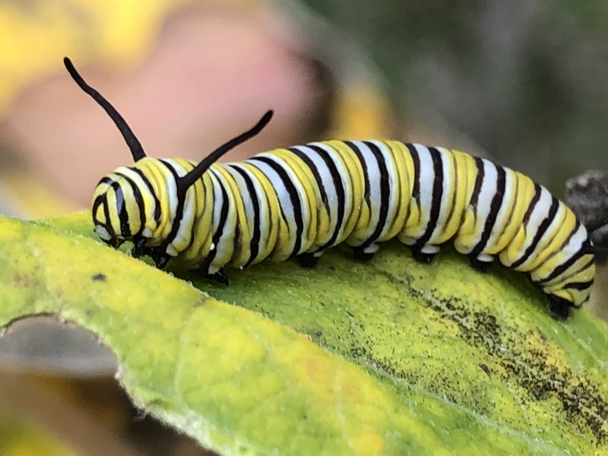 Monarch Butterfly caterpillar