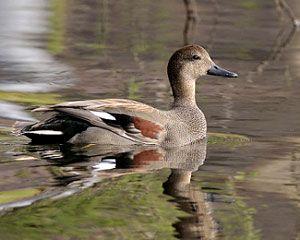 Gadwall (male)