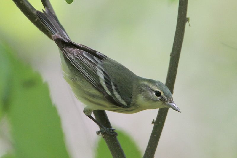 Cerulean Warbler (female)