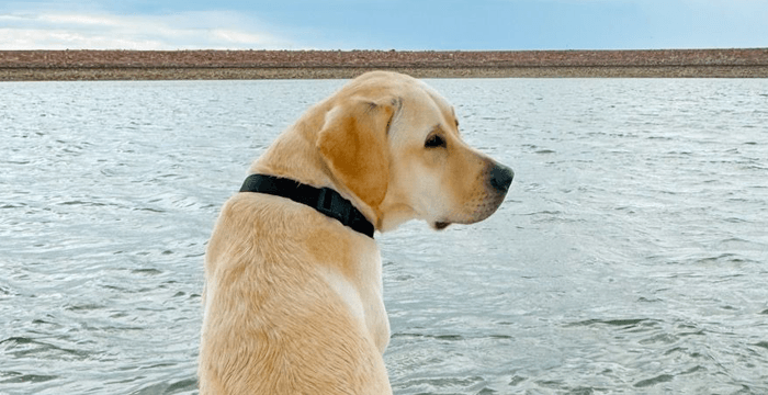 Cooper at lake