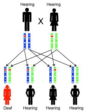 How does a child inherit a recessive mutation?