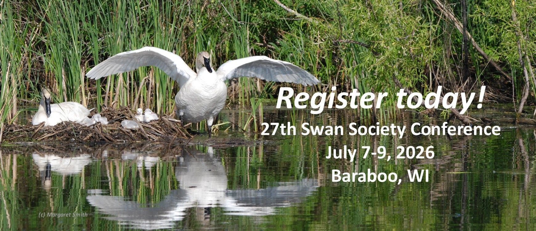 Learn from swan experts