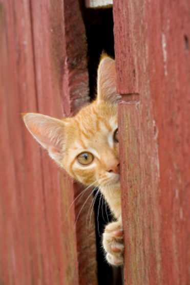 Scaredy Cats TNR