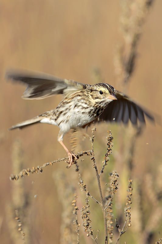 Savannah Sparrow