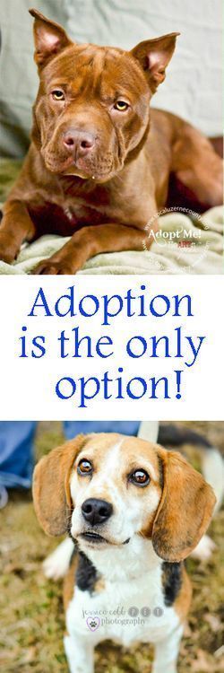 does adopting a dog cost money