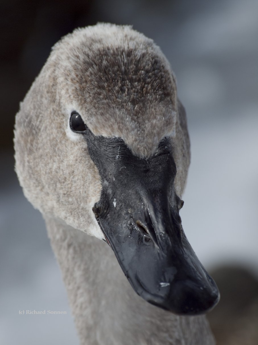 Juvenile Swan Identification Trumpeter Swan Society