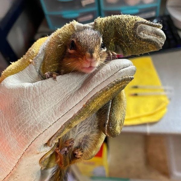 chipmunk rescue