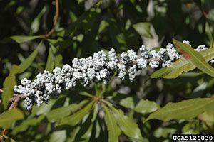 Wax Myrtle