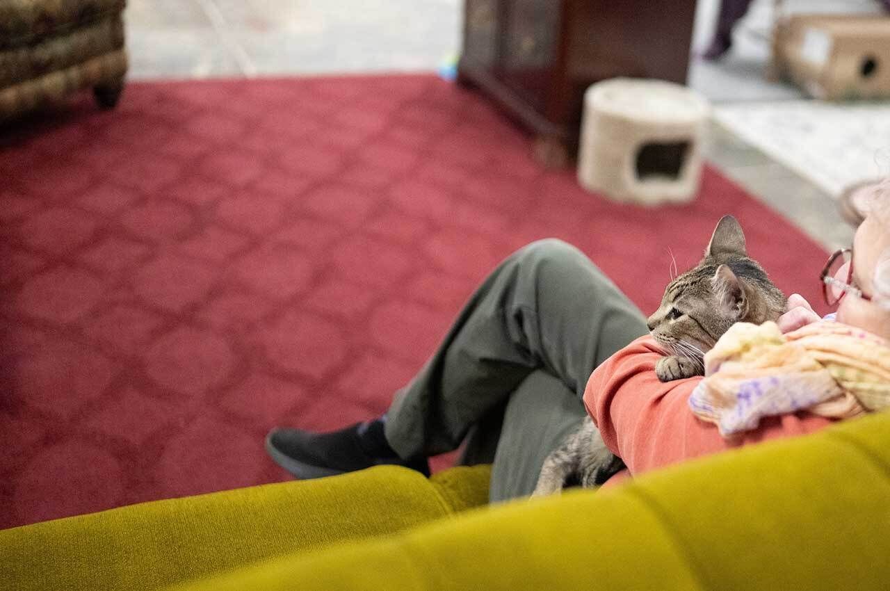 Cat Connection Now Open!