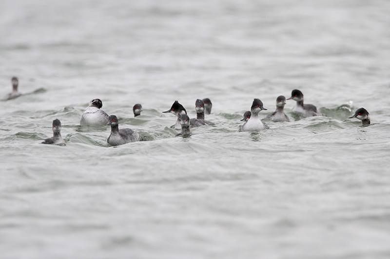 Eared Grebes