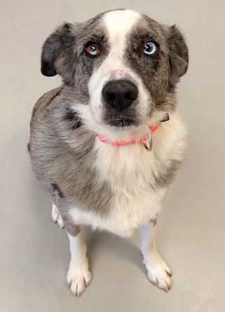 neutering male australian shepherd