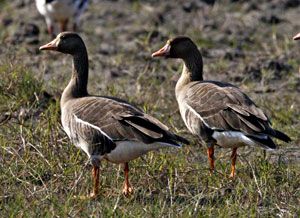 Greater White-fronted Goose Identification, All About Birds, Cornell Lab of  Ornithology