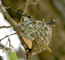 Black-chinned Hummingbird female in nest