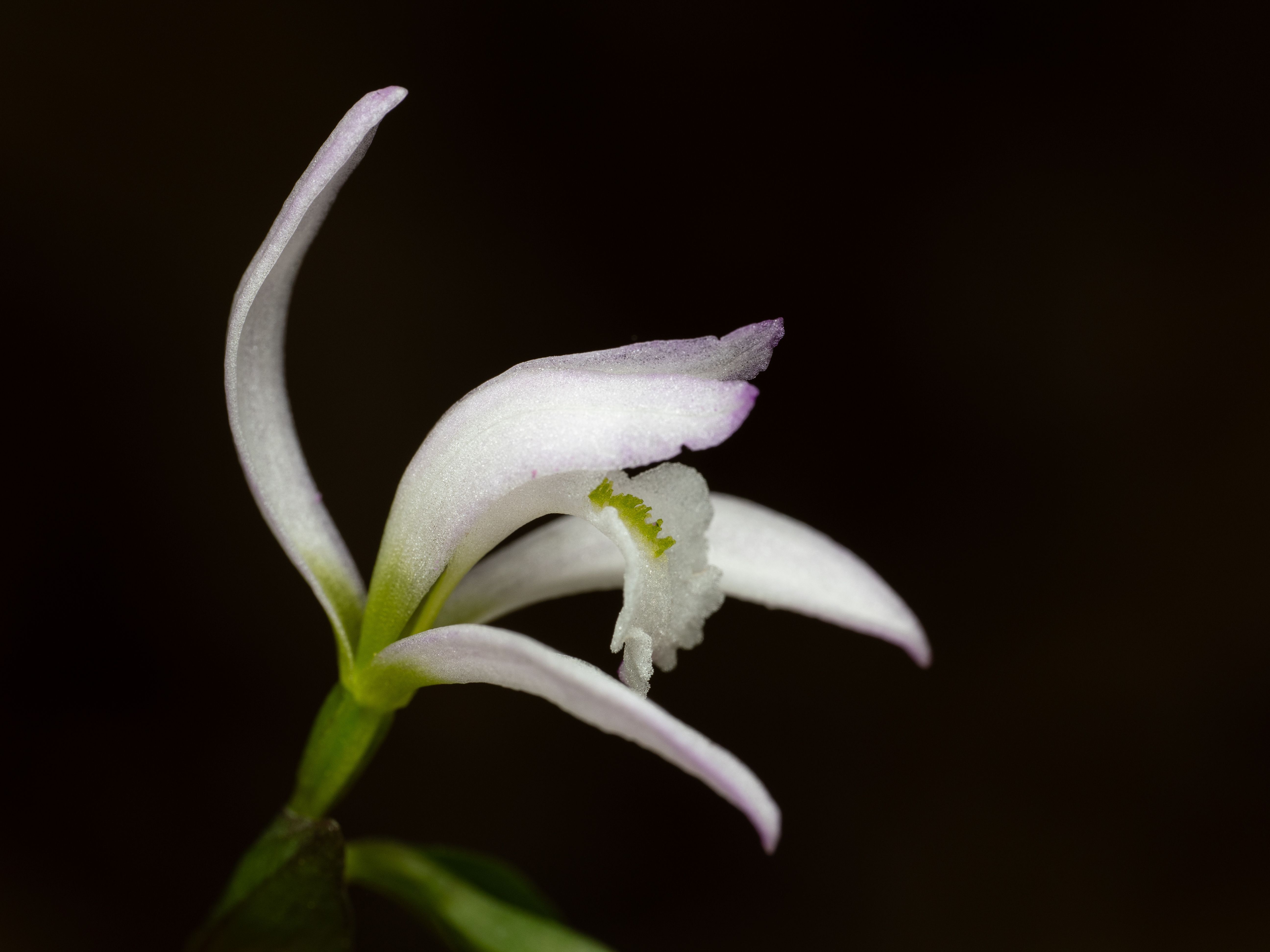 Three Birds Orchids at Tin Mountain