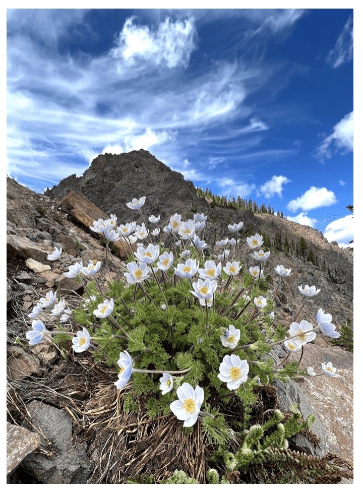 Picture of white wildflowers in the foreground and a mountain in the background.