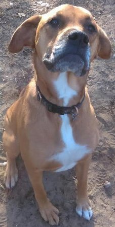 Mazie - ADOPTED