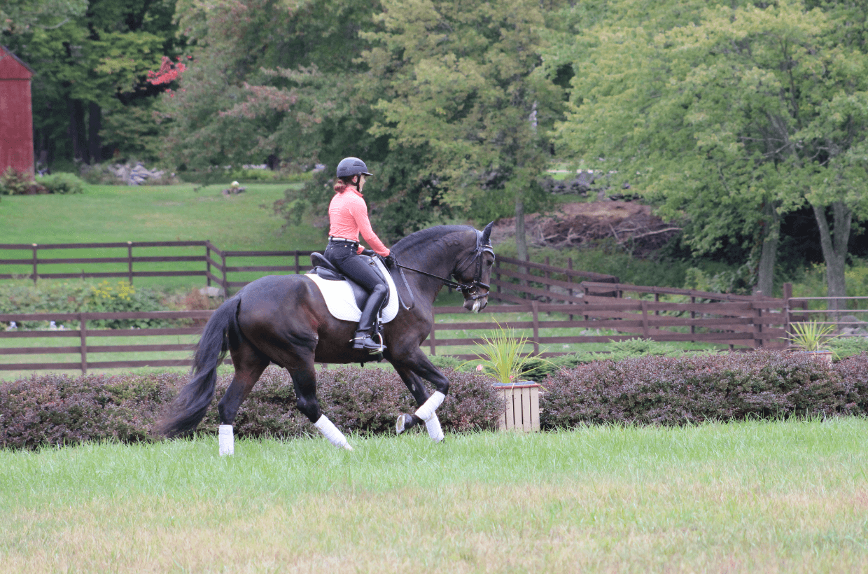 What are your dressage dreams?