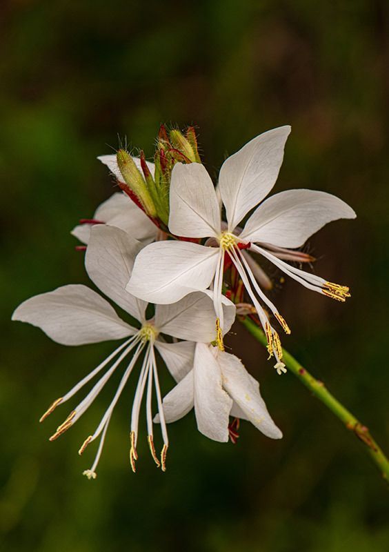 White Gaura